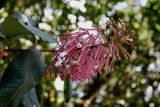 Oreocallis grandiflora. Соцветие. Перу, археологический комплекс Мачу-Пикчу, трейл к г. Мачу-Пикчу, 2700 м н.у.м. 23.07.2008.