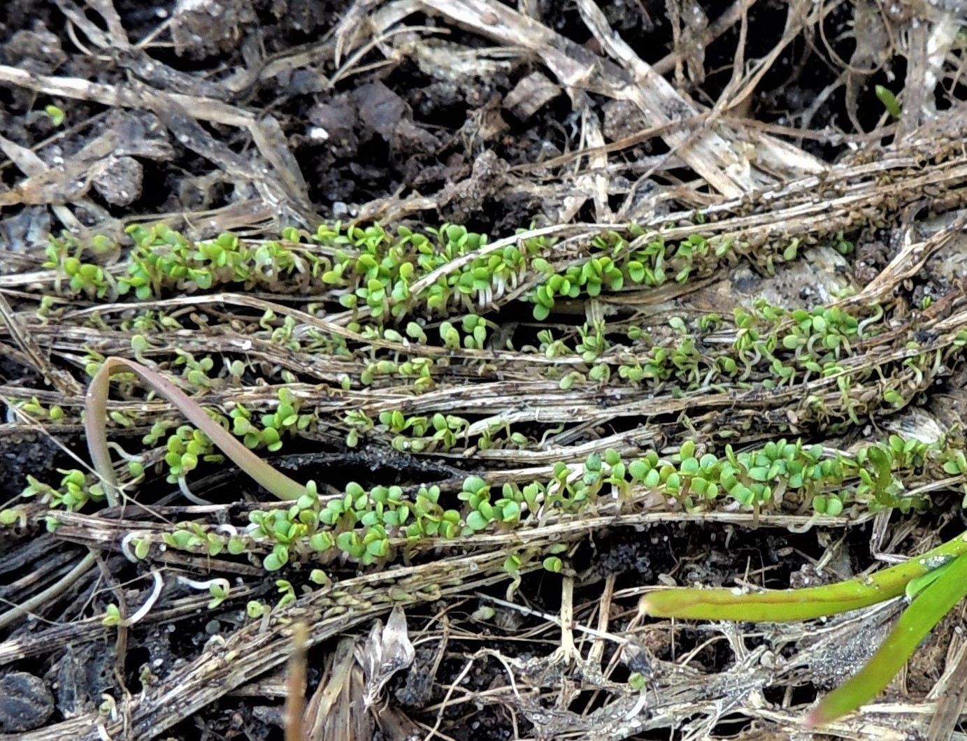 Image of Epilobium palustre specimen.