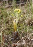 Petasites spurius. Генеративный побег с соцветиями. Пермский край, Оханский р-н, Тулумбаихинское сельское поселение, Кунчурихинский бор, периодически затопляемый берег Воткинского водохранилища. 30.04.2020.