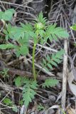 genus Valeriana
