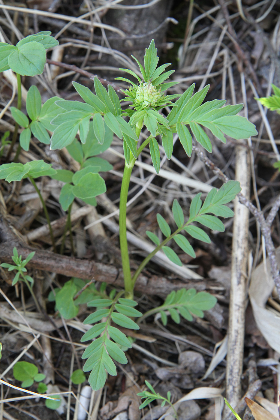 Изображение особи род Valeriana.