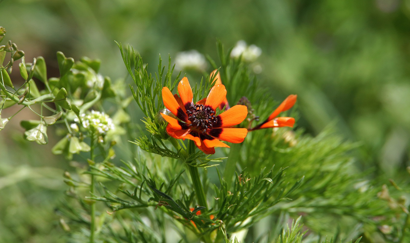 Image of Adonis parviflora specimen.
