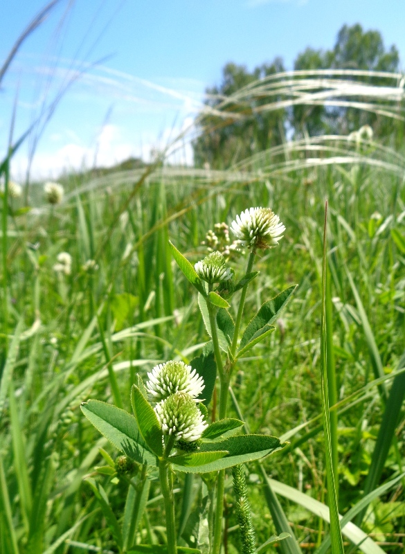 Изображение особи Trifolium montanum.