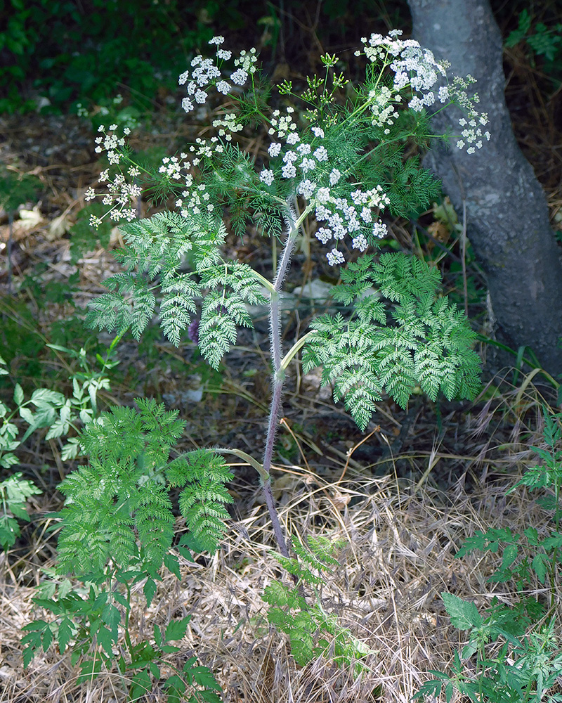 Изображение особи Chaerophyllum bulbosum.