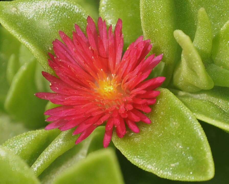 Изображение особи Aptenia &times; vascosilvae.