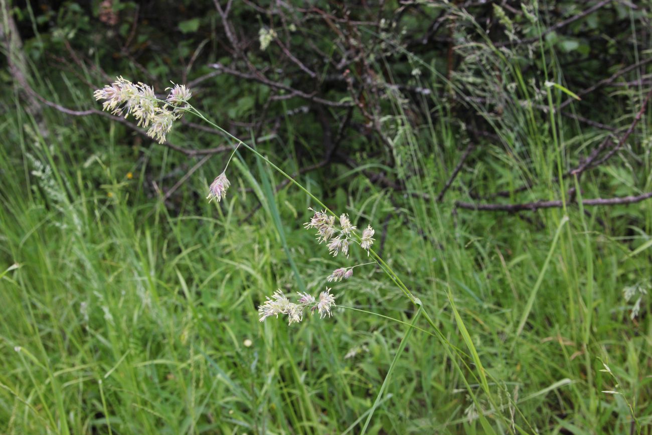 Изображение особи Dactylis glomerata.