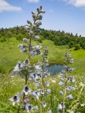 Delphinium dasycarpum. Верхушки соцветий. Краснодарский край, Апшеронский р-н, гора Черногор, склон к озеру Чеше, ≈ 1600 м н.у.м., субальпийский луг на карсте. 27.06.2020.