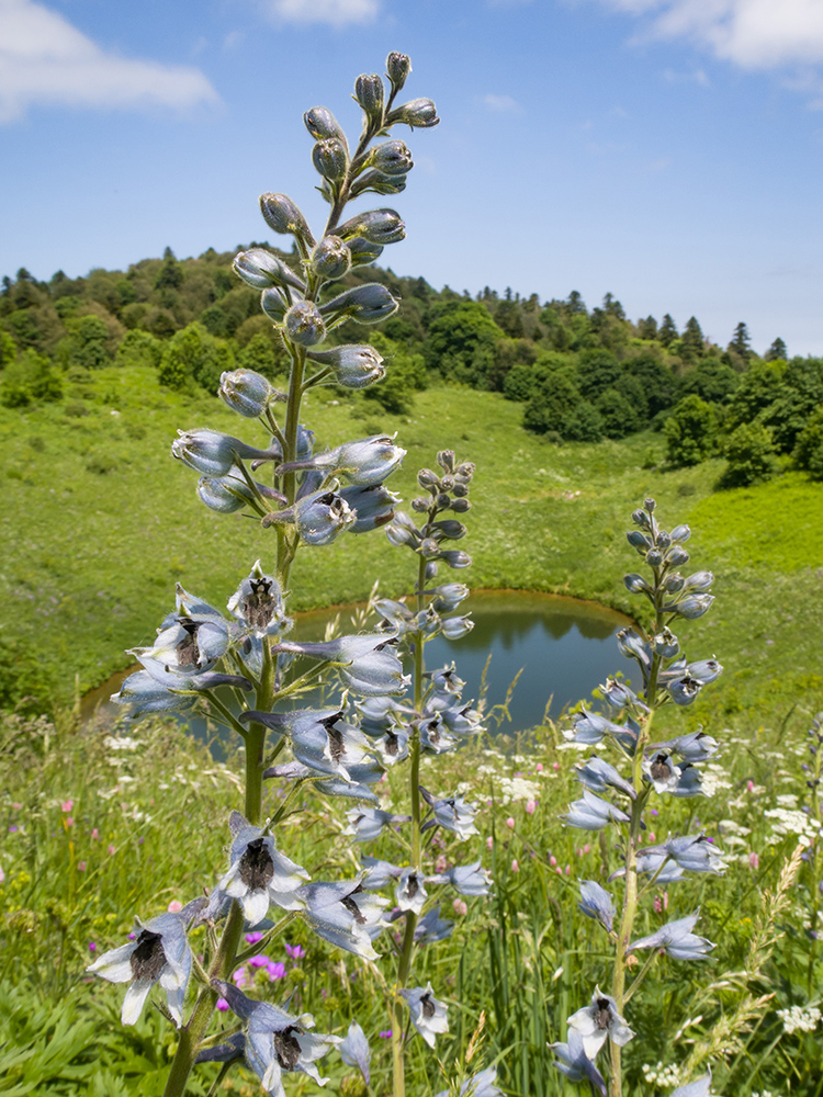 Изображение особи Delphinium dasycarpum.