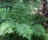 Dryopteris expansa