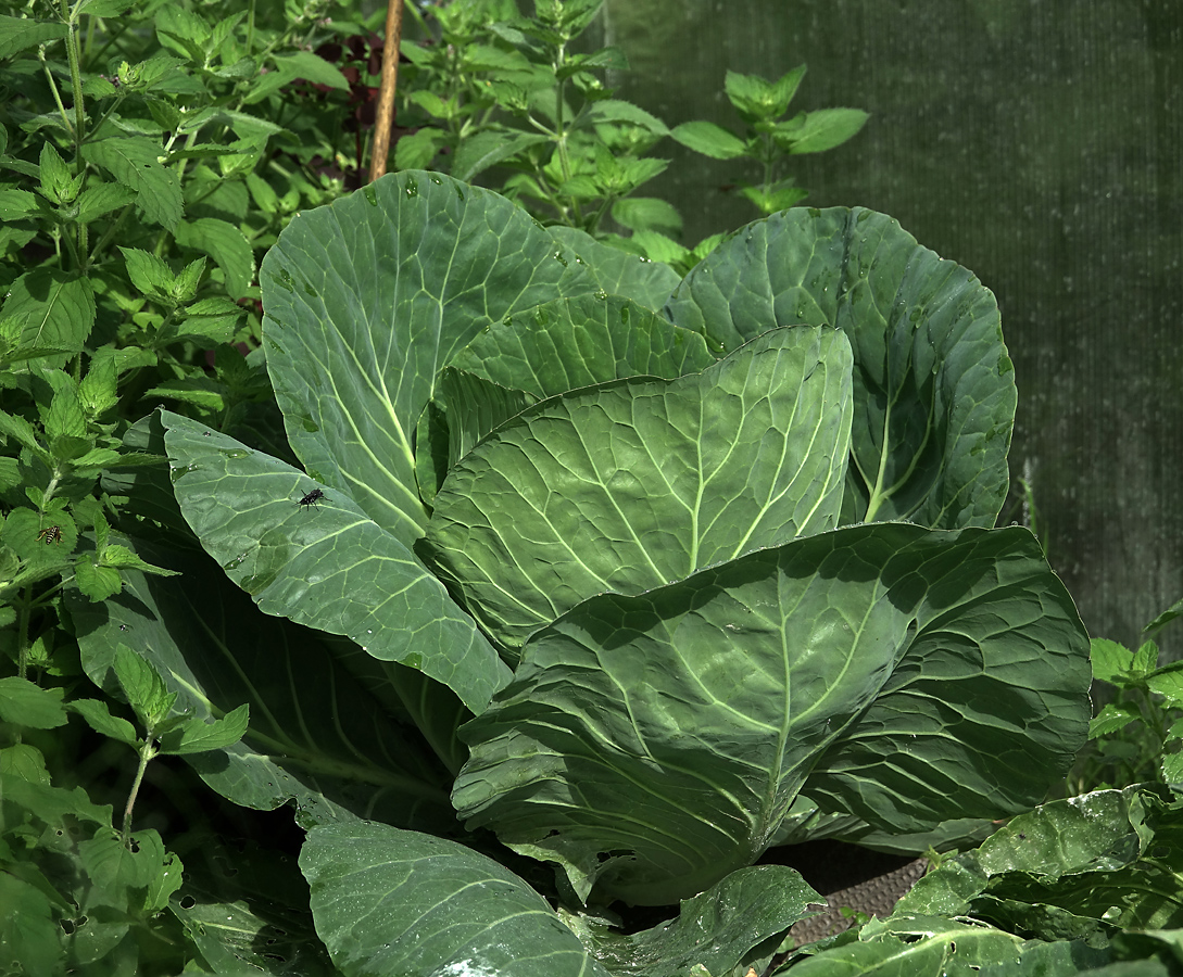 Изображение особи Brassica oleracea var. capitata.