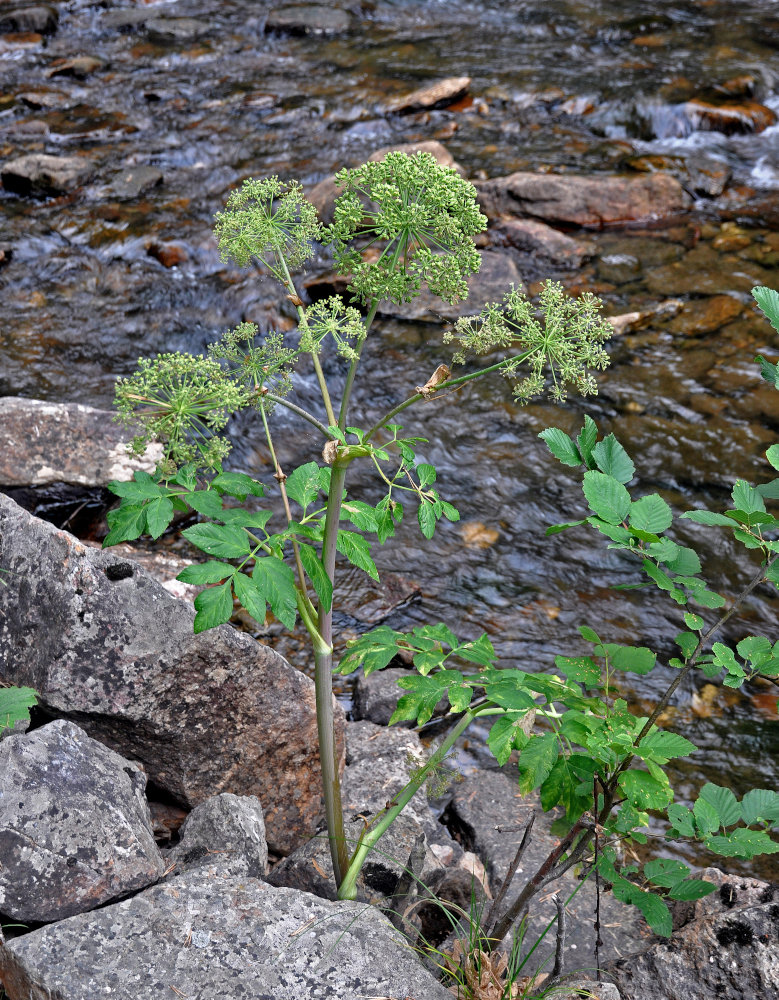 Изображение особи Archangelica officinalis.