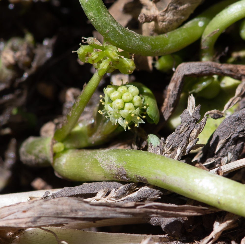 Изображение особи Hydrocotyle ranunculoides.