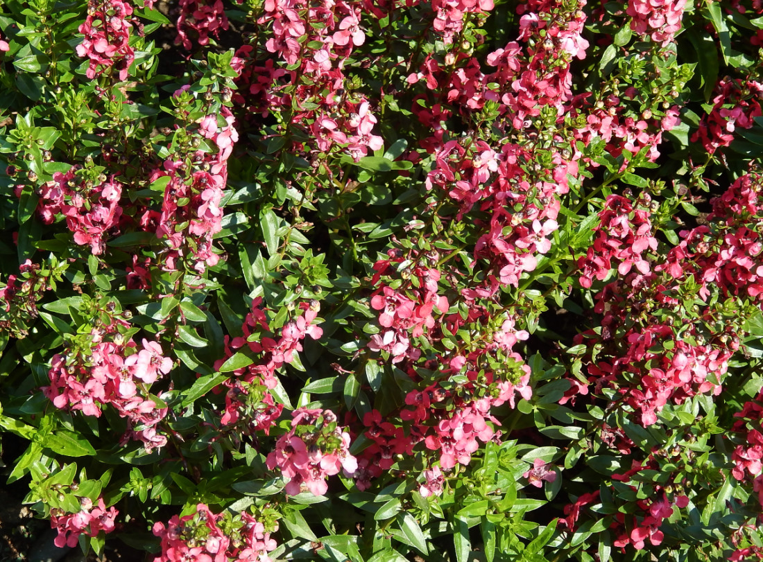 Image of genus Angelonia specimen.