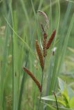 Carex acuta