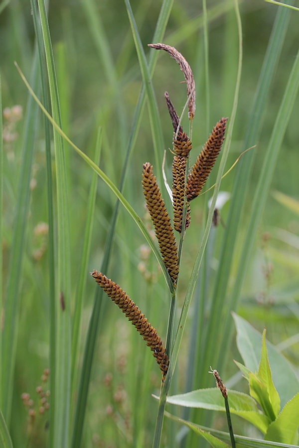 Изображение особи Carex acuta.