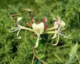 Lonicera periclymenum