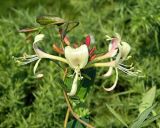 Lonicera periclymenum. Соцветие. Испания, Астурия, окр. г. Луанко, берег Бискайского залива. Июль.