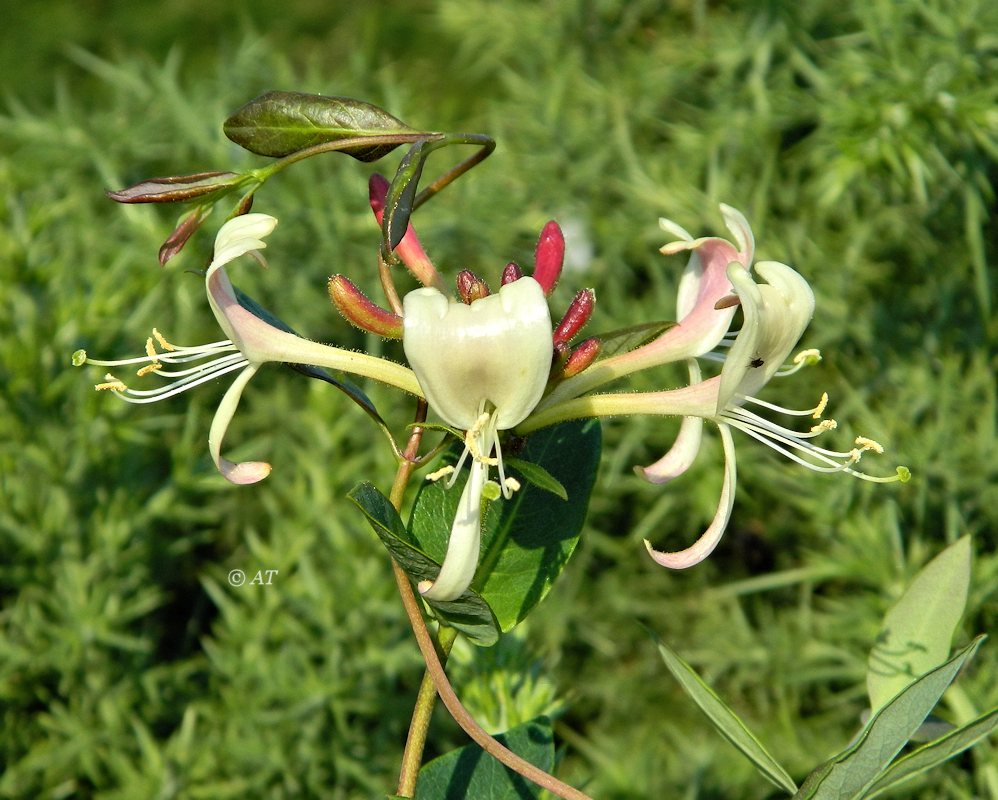 Изображение особи Lonicera periclymenum.