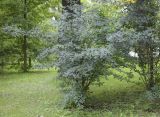 Cotoneaster foveolatus