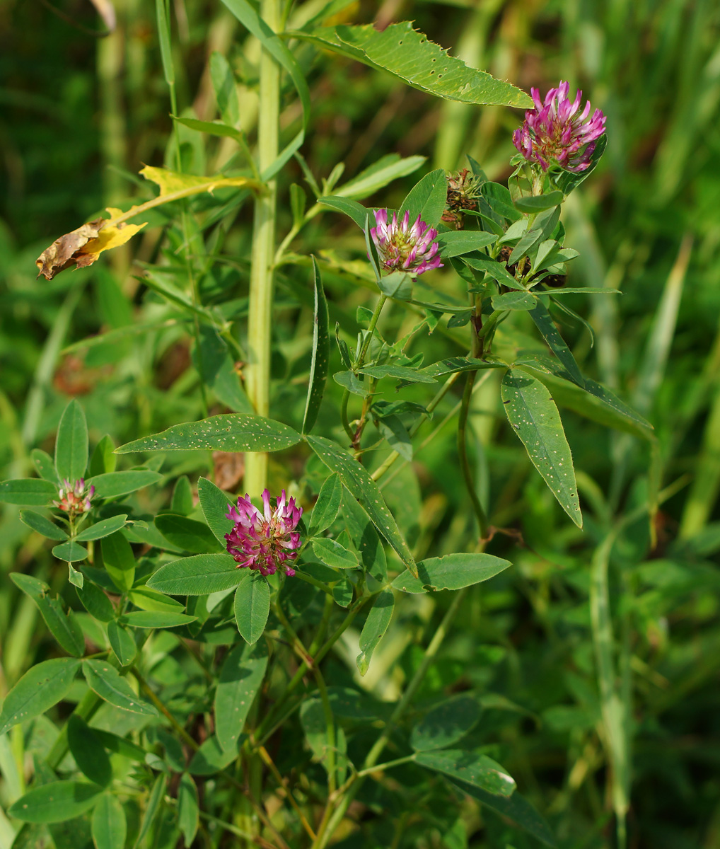 Изображение особи Trifolium medium.