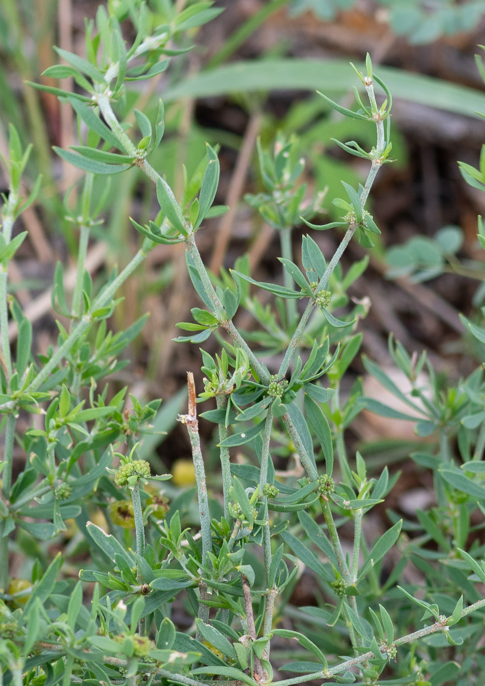 Изображение особи Pollichia campestris.