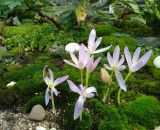 Colchicum speciosum