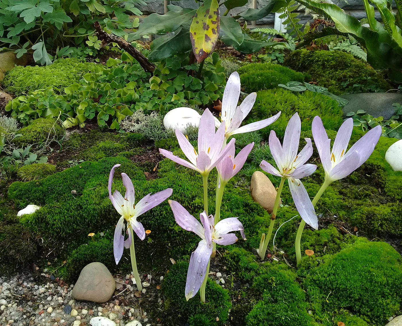 Изображение особи Colchicum speciosum.