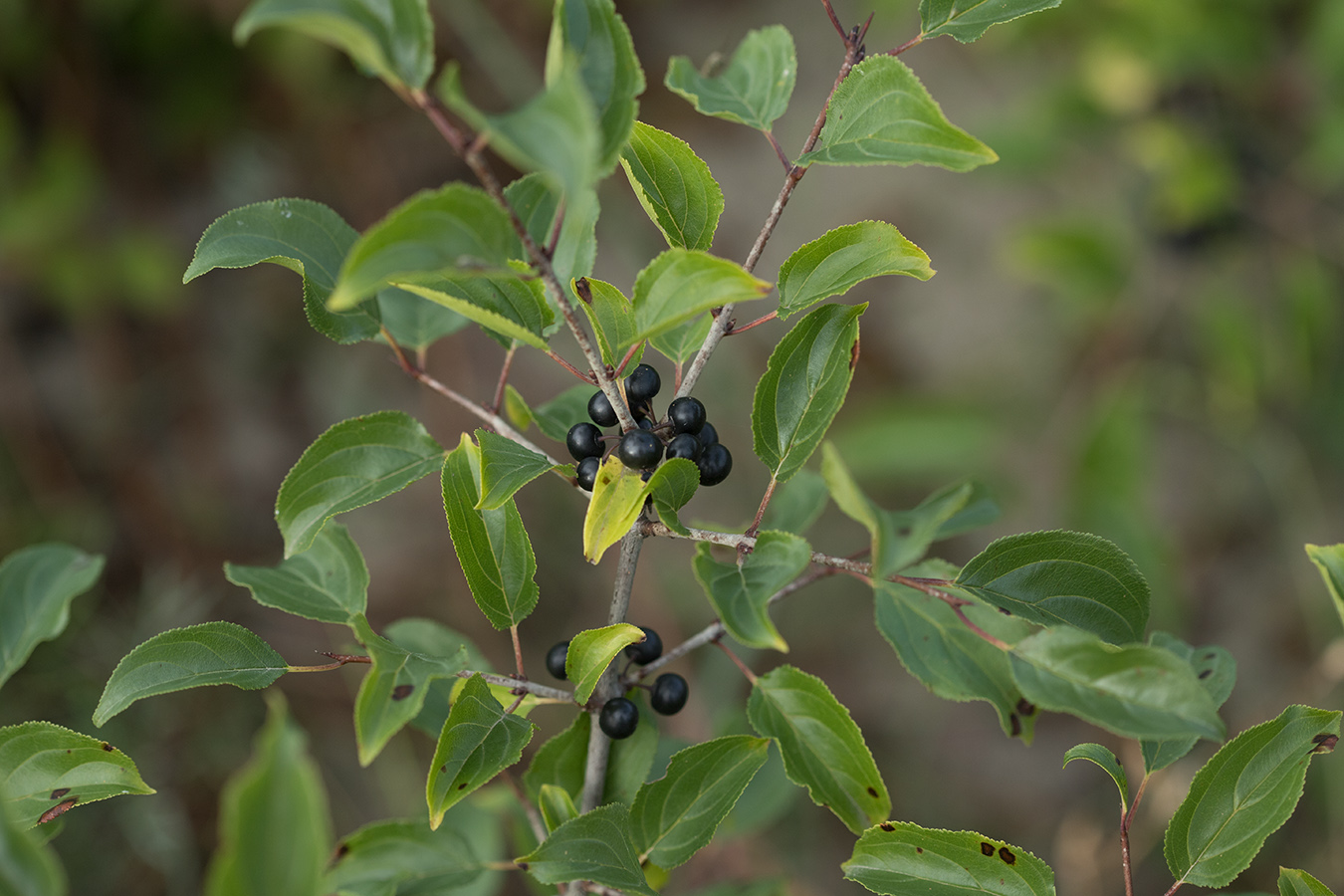 Image of Rhamnus cathartica specimen.