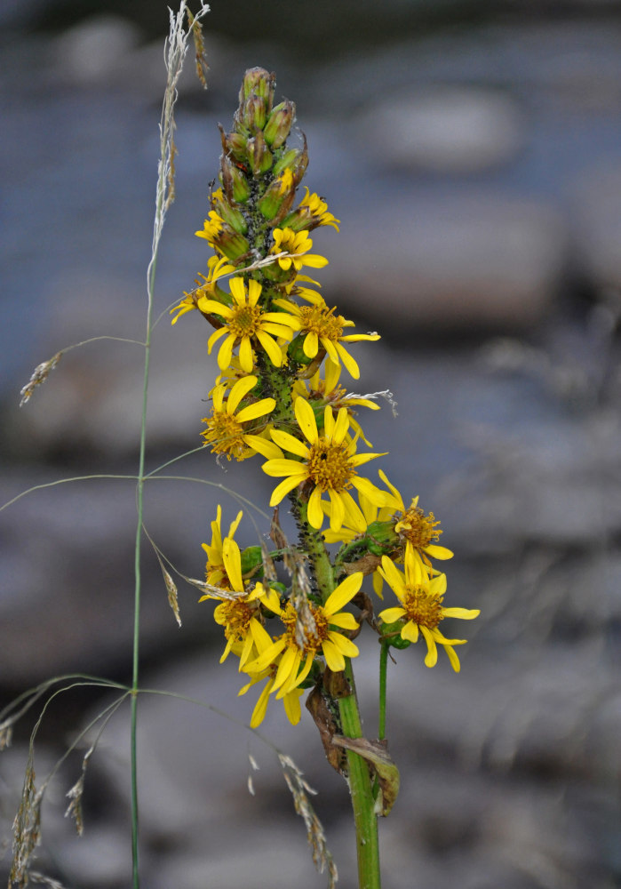 Image of Ligularia sibirica specimen.