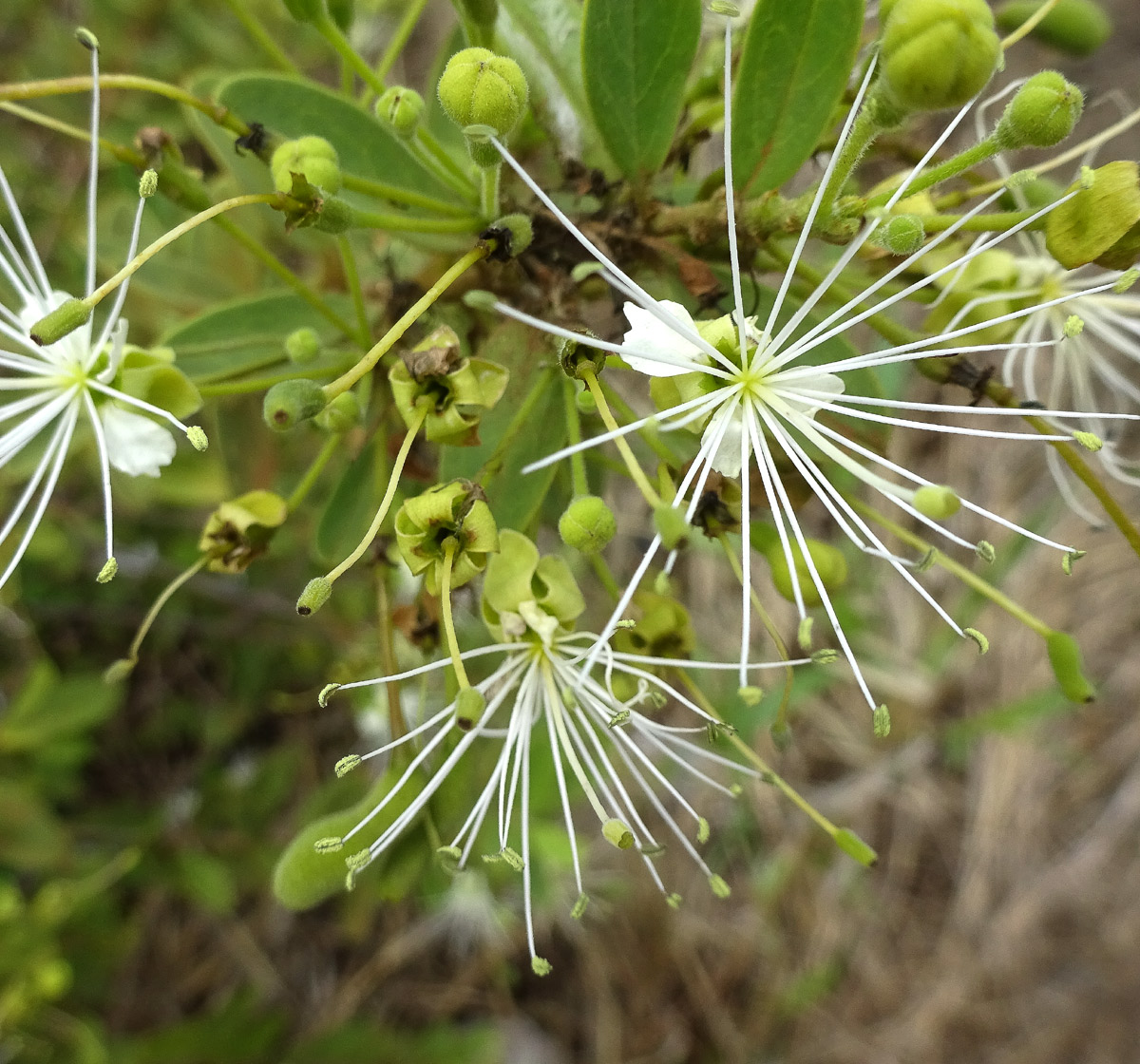 Image of Maerua aethiopica specimen.