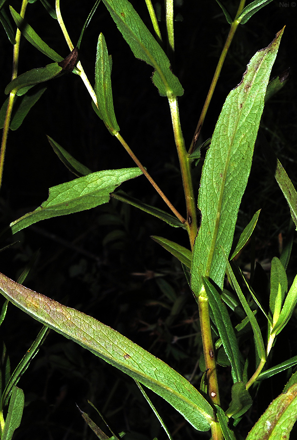 Изображение особи Inula salicina.