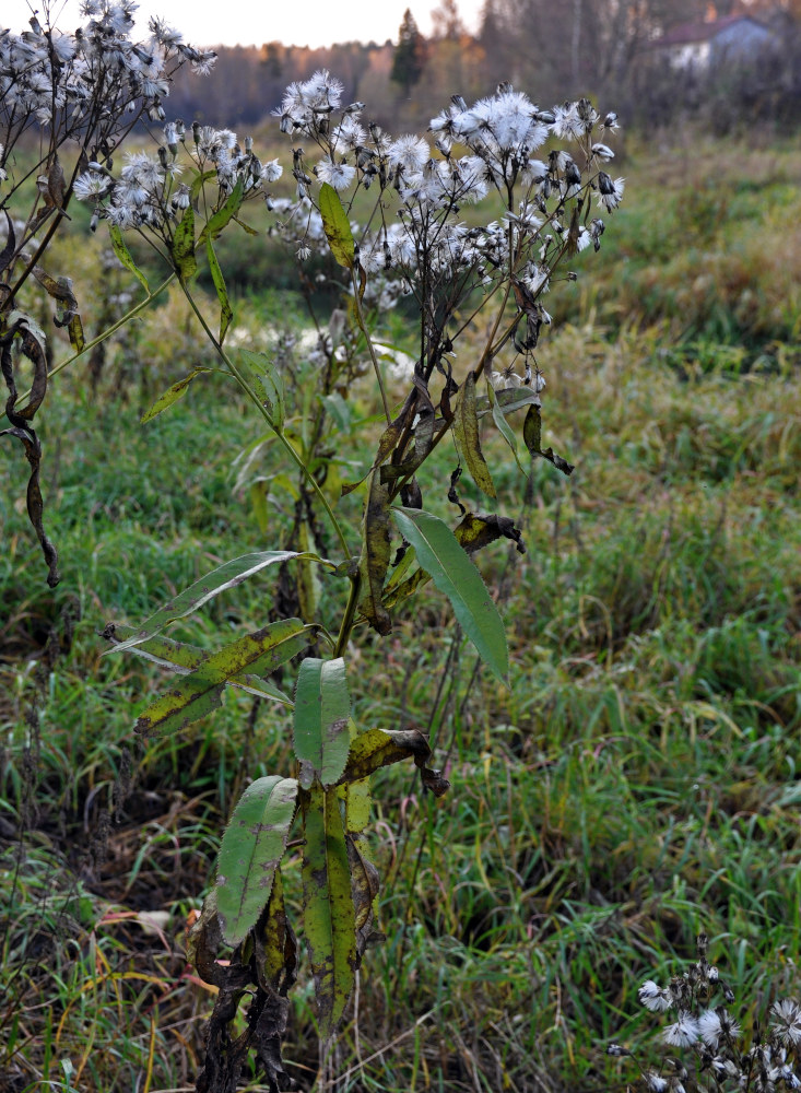 Изображение особи Senecio sarracenicus.