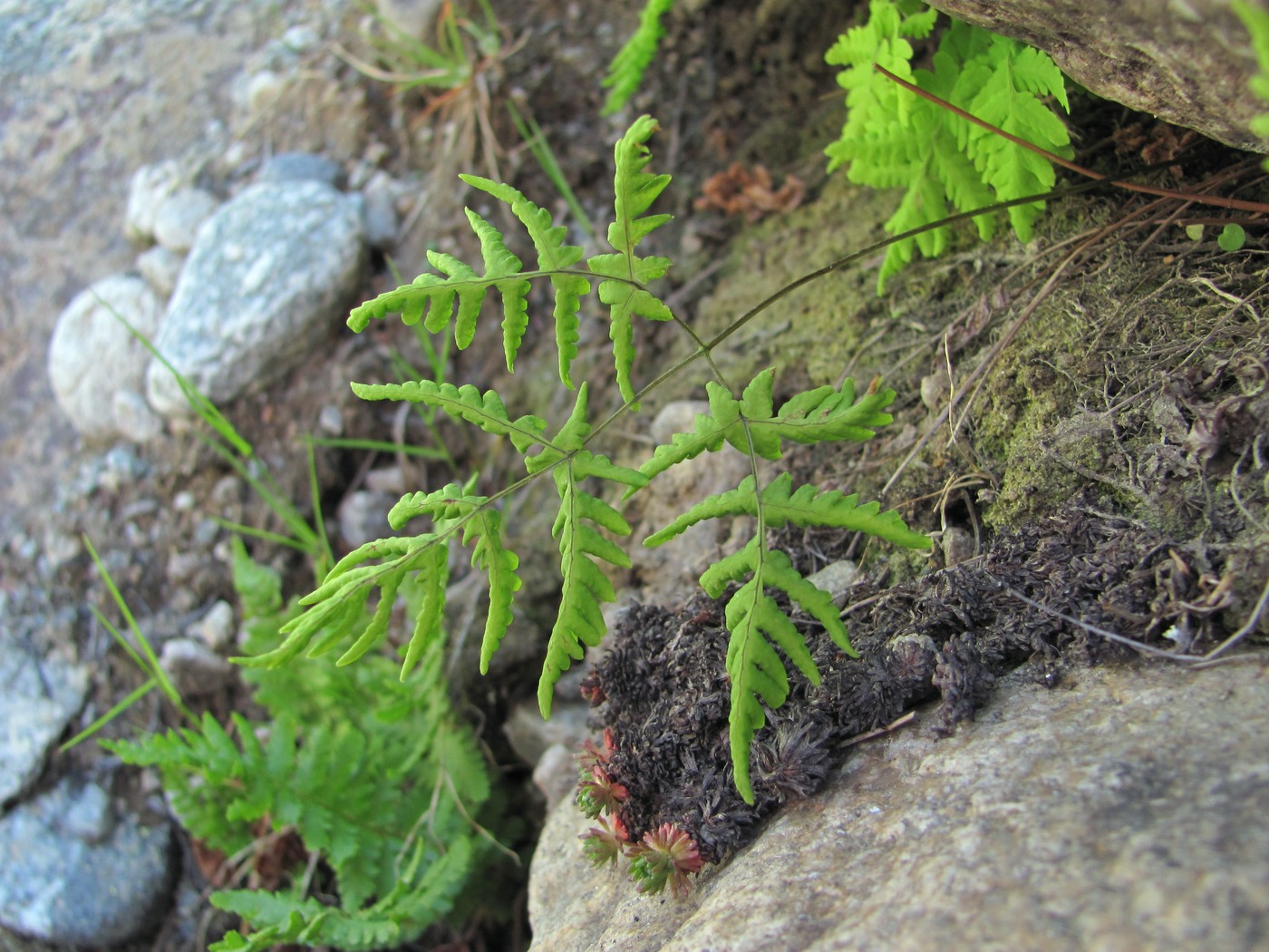 Image of Gymnocarpium dryopteris specimen.