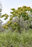 Ailanthus altissima