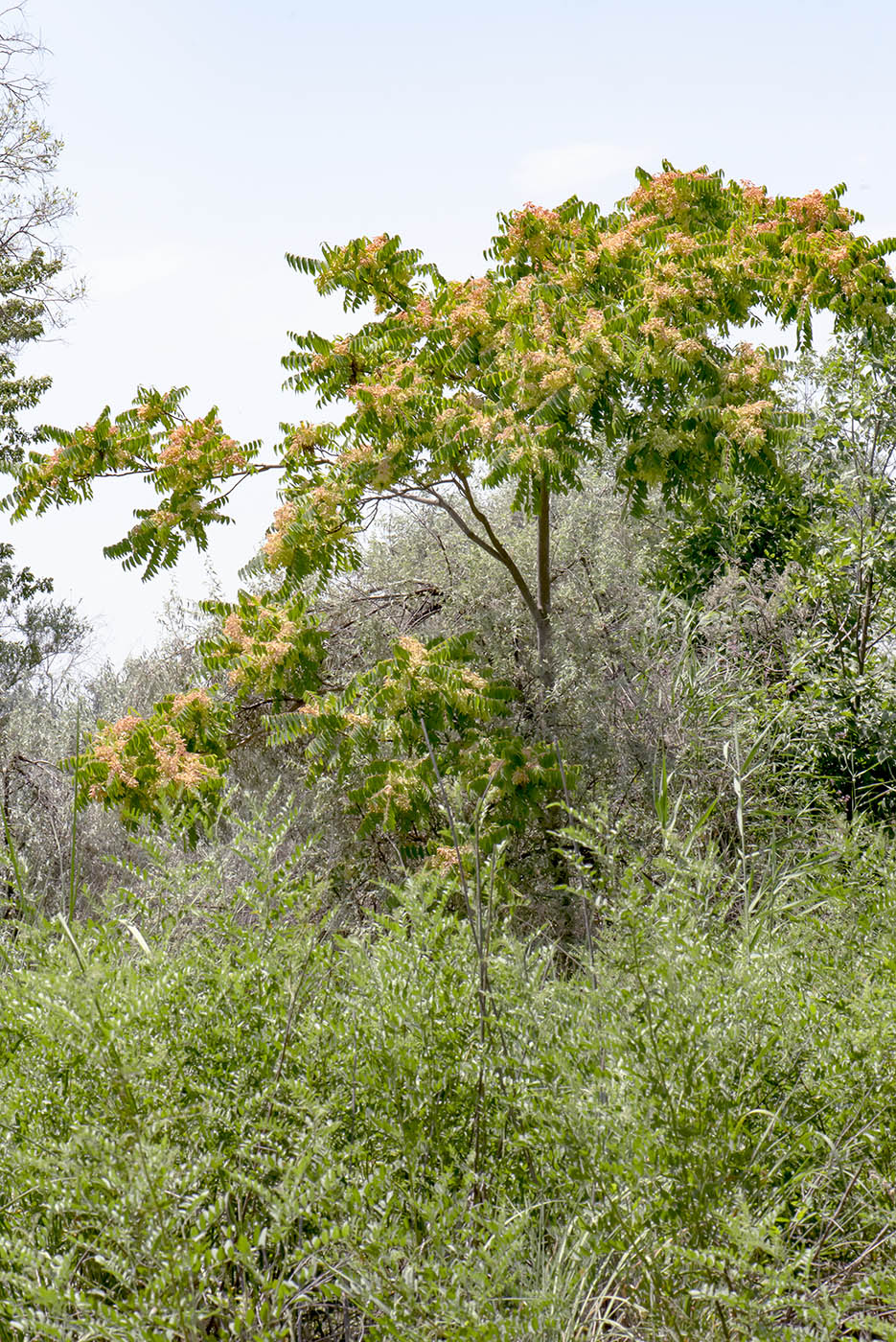 Image of Ailanthus altissima specimen.