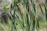 genus Typha