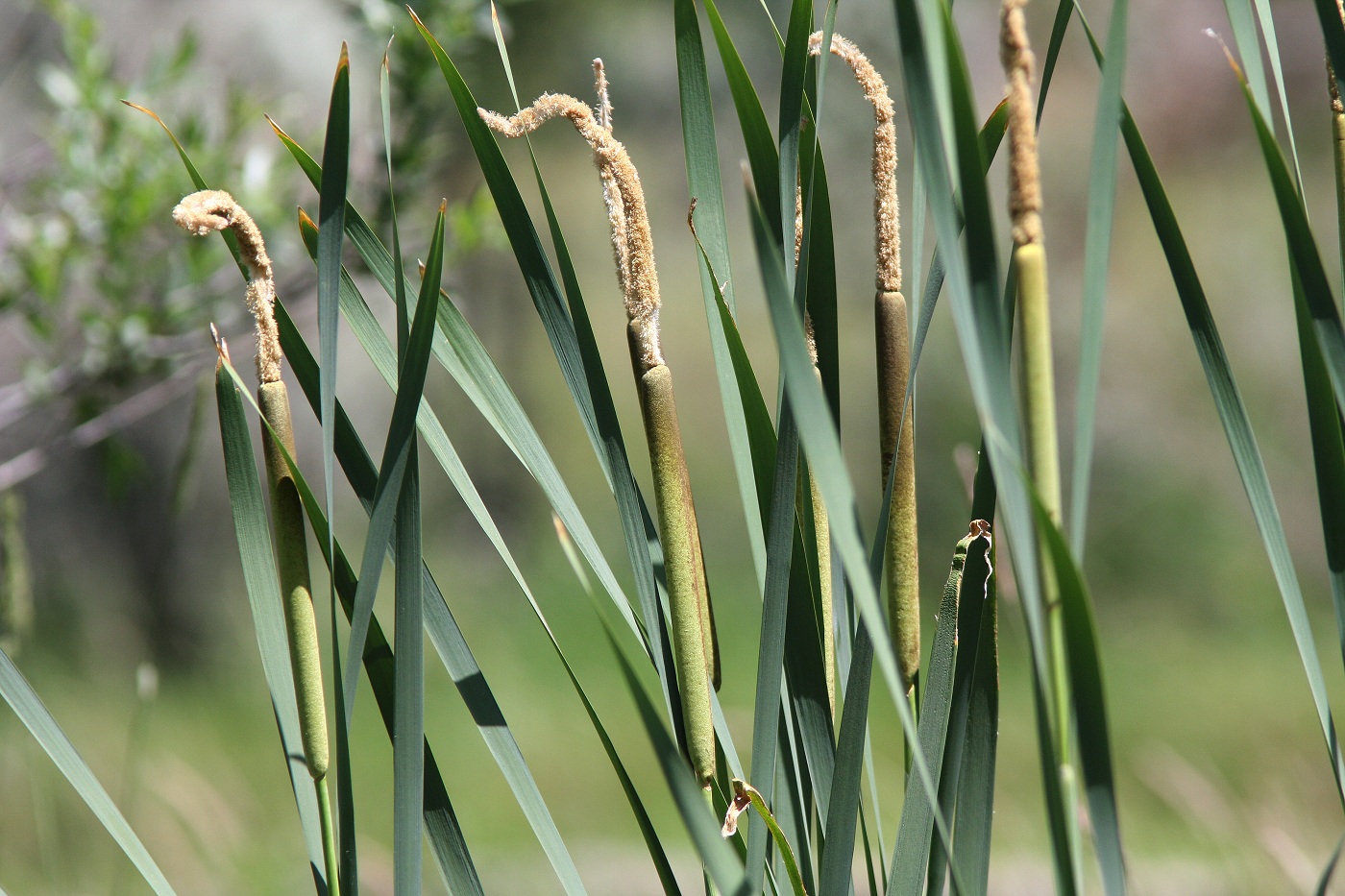 Image of genus Typha specimen.