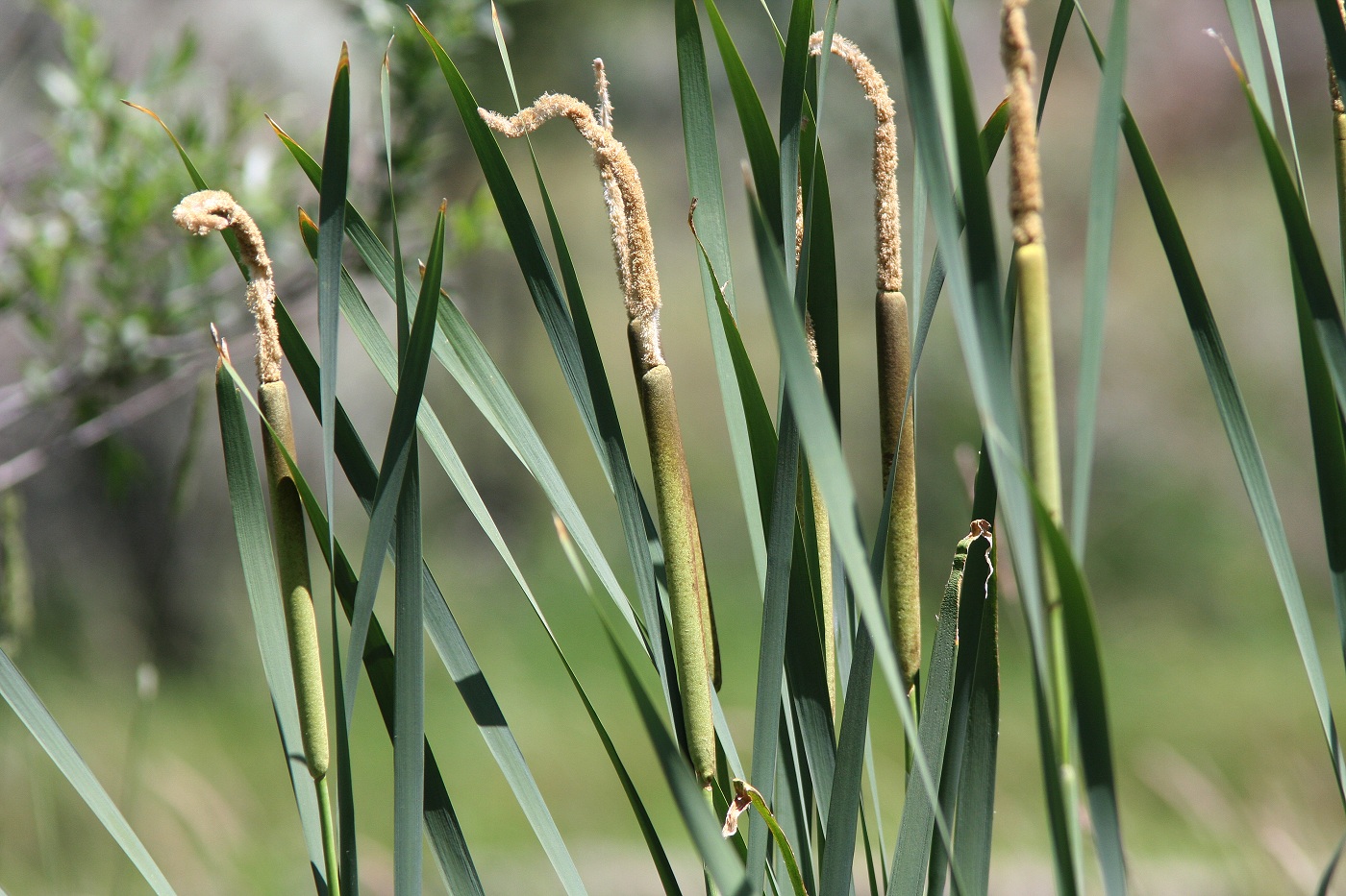 Изображение особи род Typha.