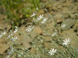 Stellaria fischeriana. Верхушки цветущего растения. Красноярский край, Эвенкийский р-н, Государственный природный заповедник \"Тунгусский\", подножие щебнистой осыпи. 25.06.2014.