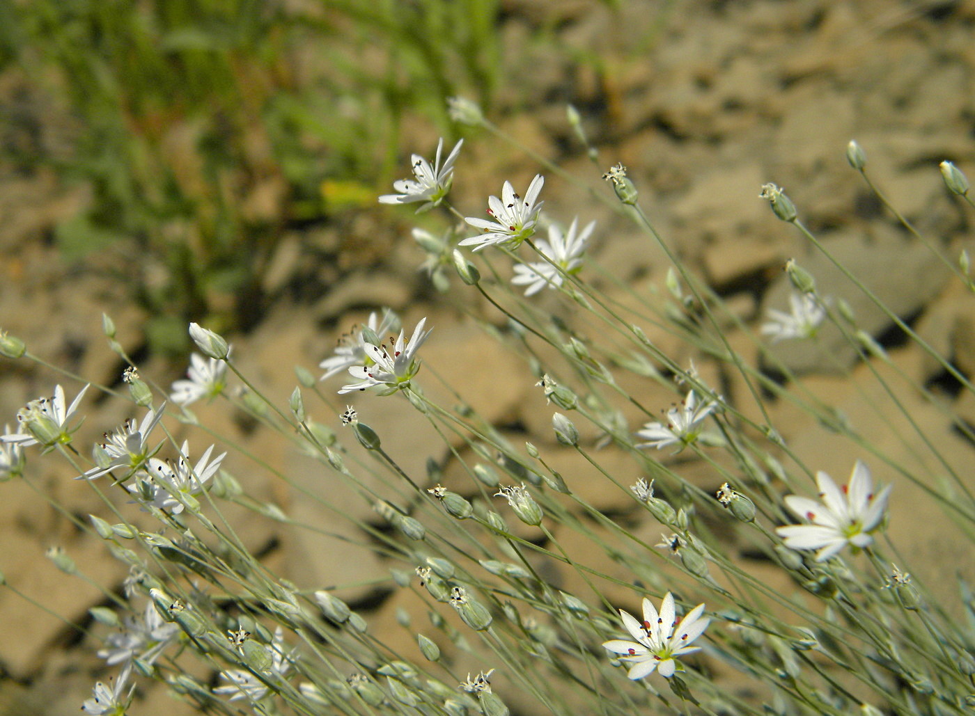 Image of Stellaria fischeriana specimen.