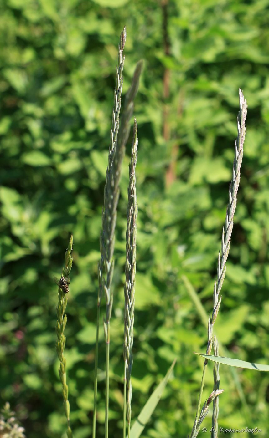 Image of Elytrigia repens specimen.