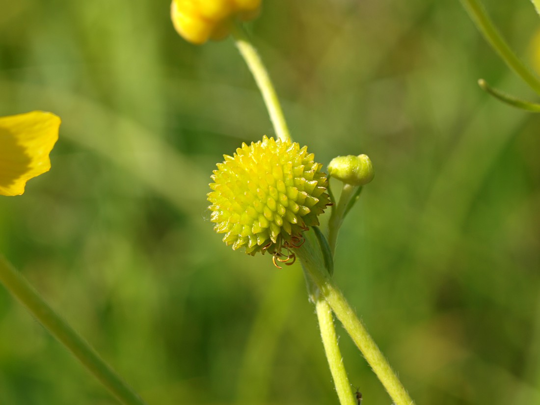 Image of Ranunculus lingua specimen.