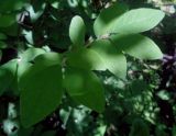 Lonicera pallasii. Побеги. Тверская обл., г. Тверь, Заволжский р-н, ботанический сад ТвГУ, в культуре. 1 июня 2019 г.