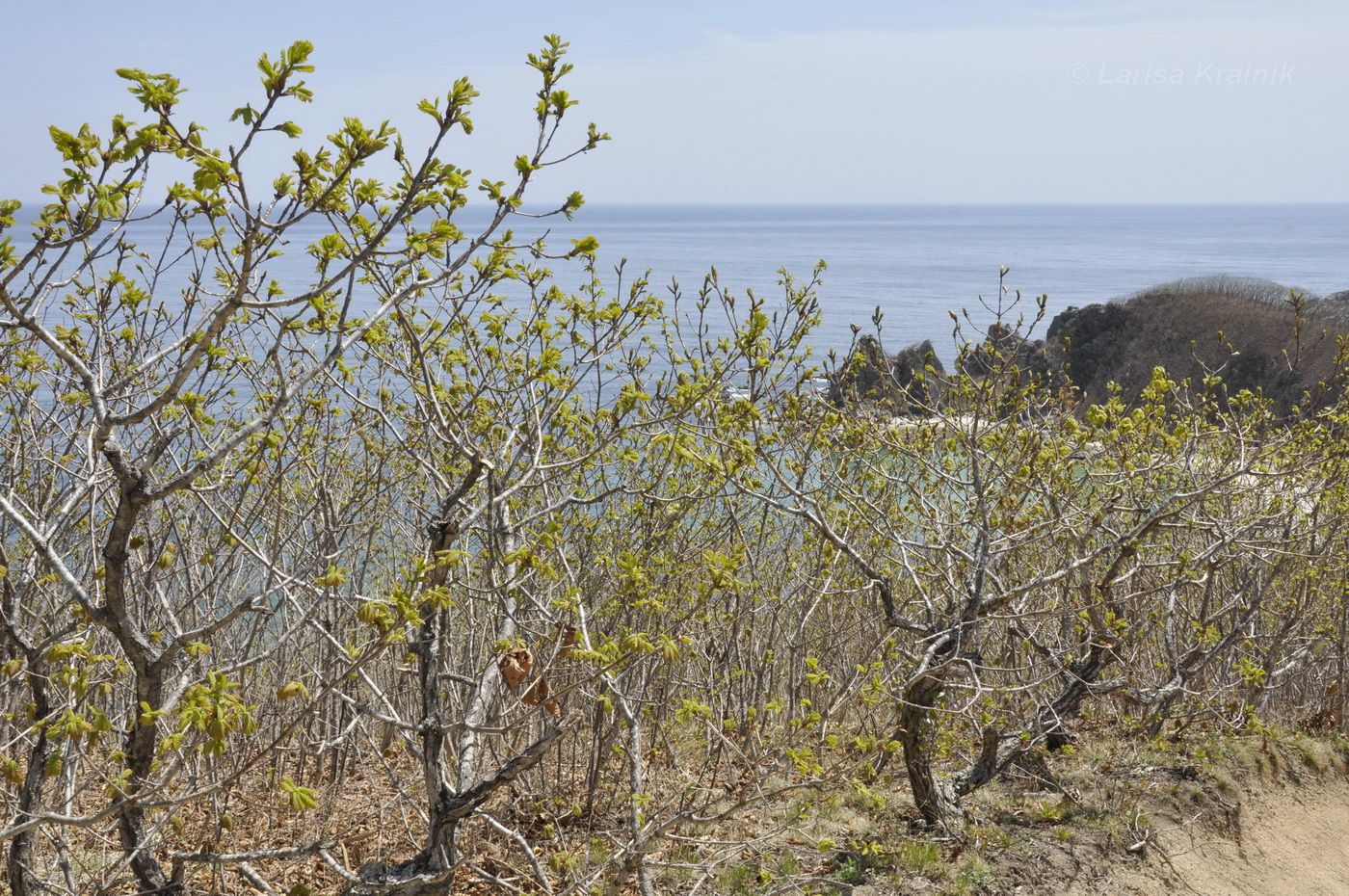 Image of Quercus mongolica specimen.