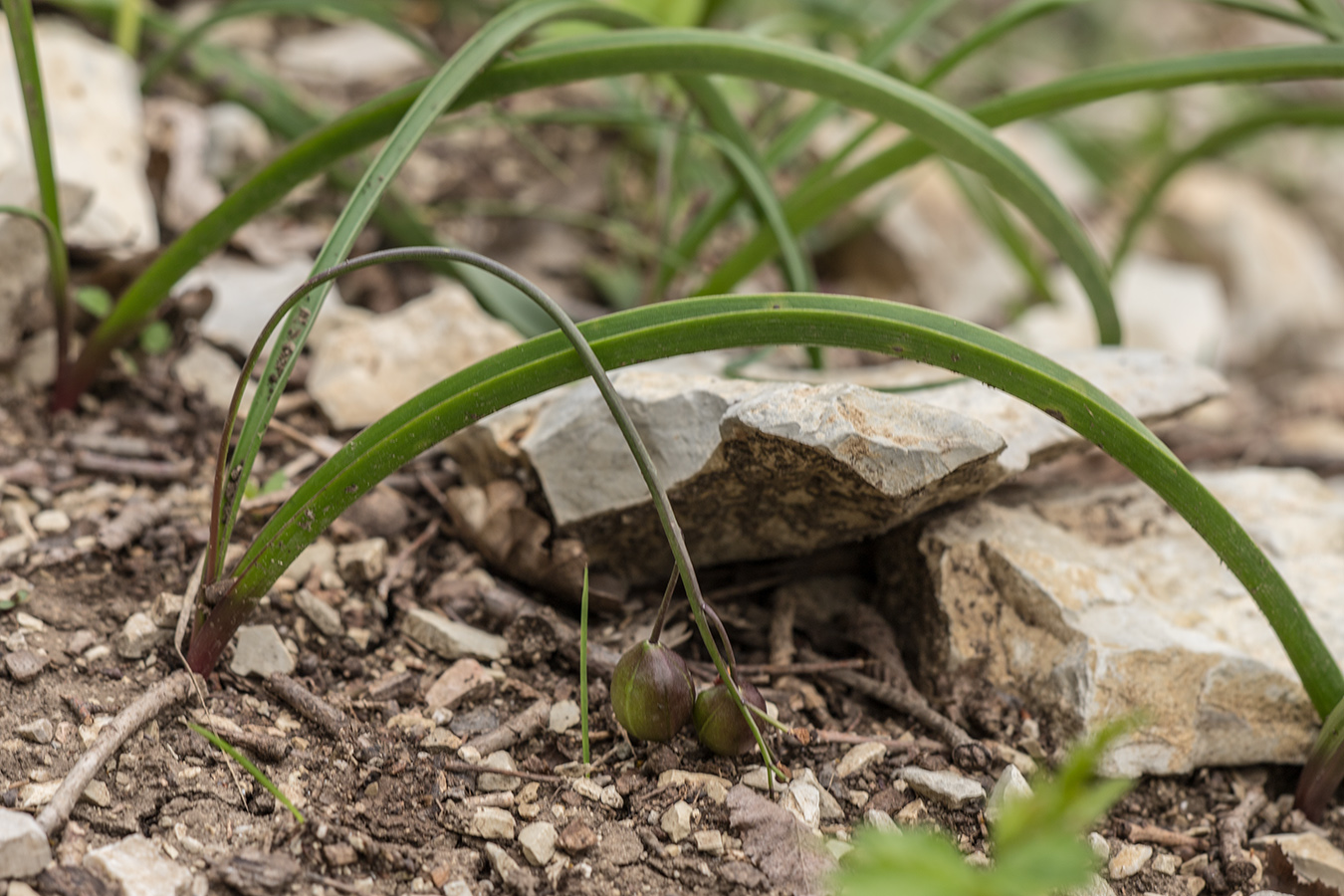 Изображение особи Scilla bifolia.