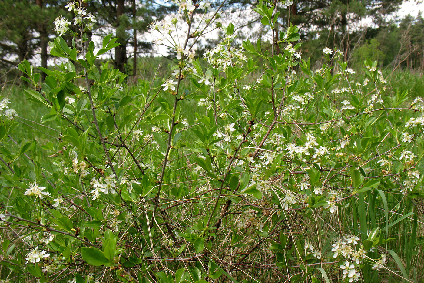 Image of Cerasus fruticosa specimen.