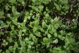 Sedum spurium