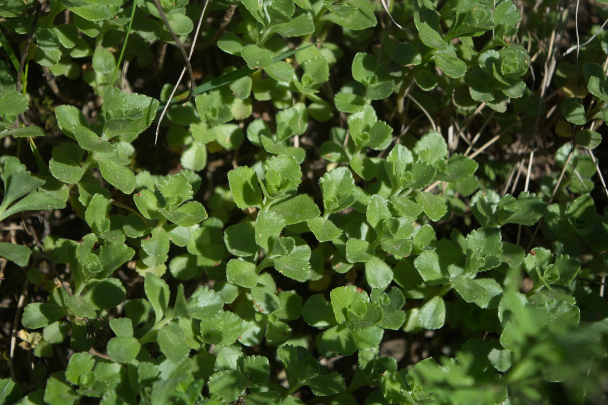 Image of Sedum spurium specimen.