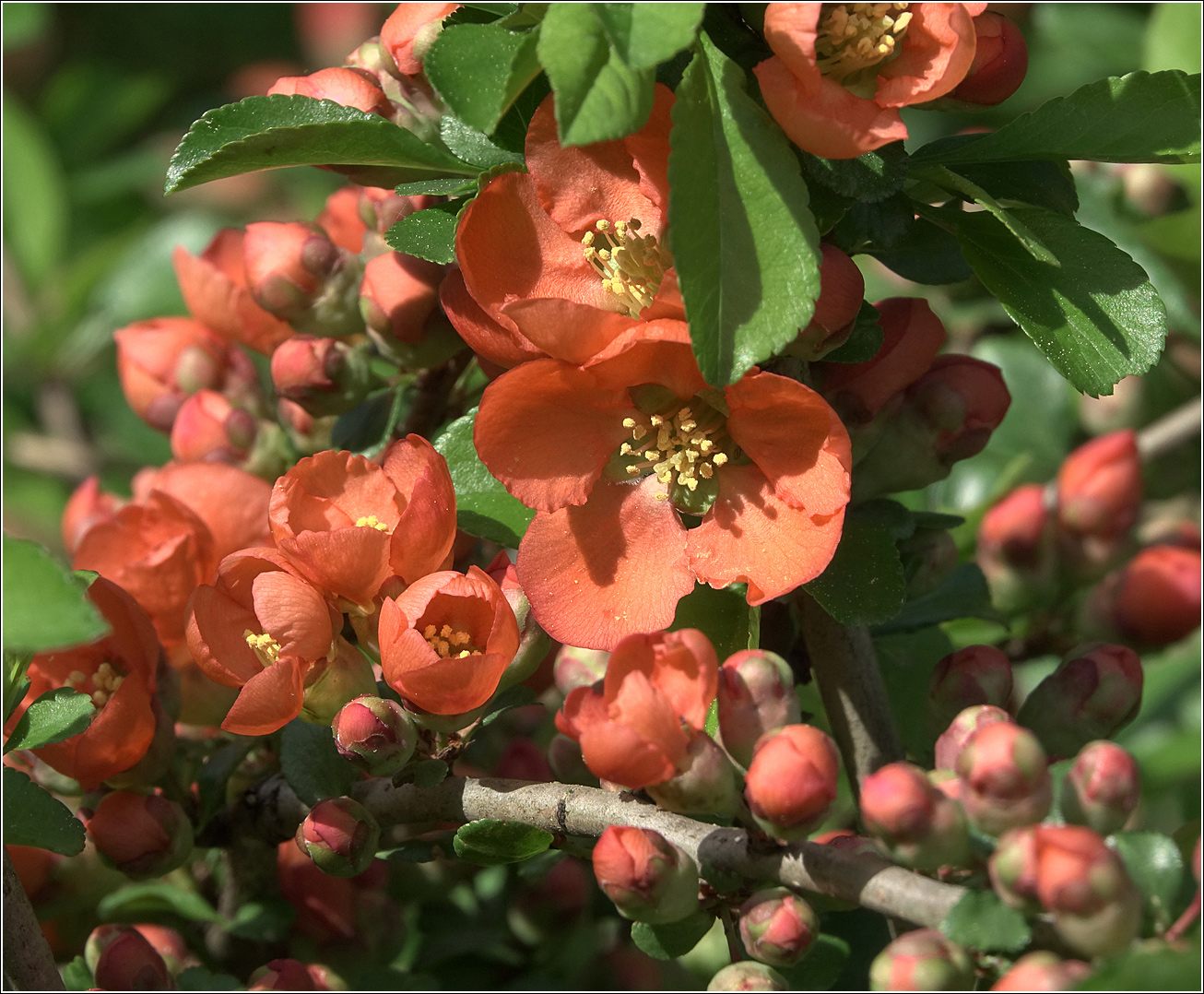 Image of Chaenomeles japonica specimen.