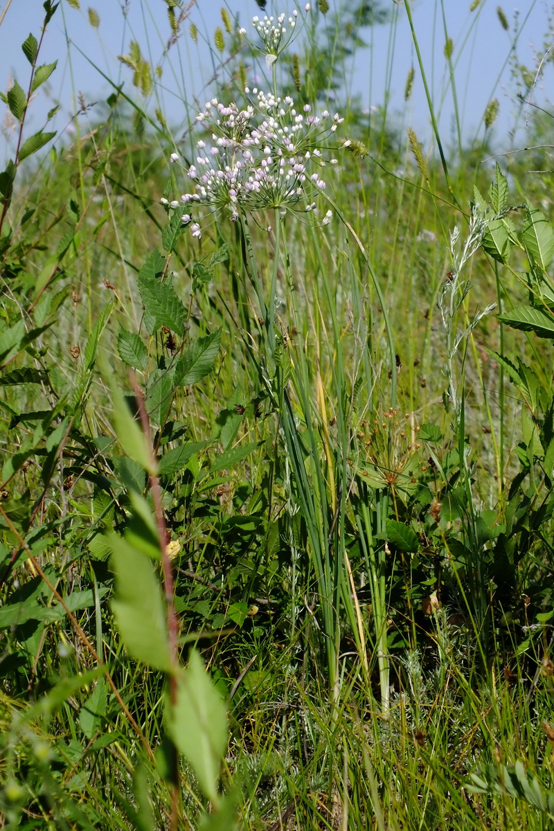 Изображение особи род Allium.